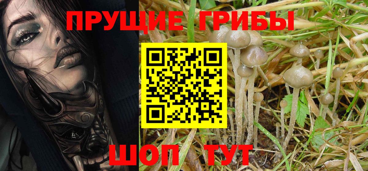 Галлюциногенные грибы Psilocybine cubensis  как найти   Галлюциногенные грибы прущие грибы  Ржев  Вход с VPN 